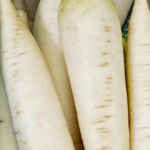 daikon macrobiótica